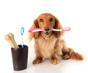Dachshund dog holding a toothbrush.